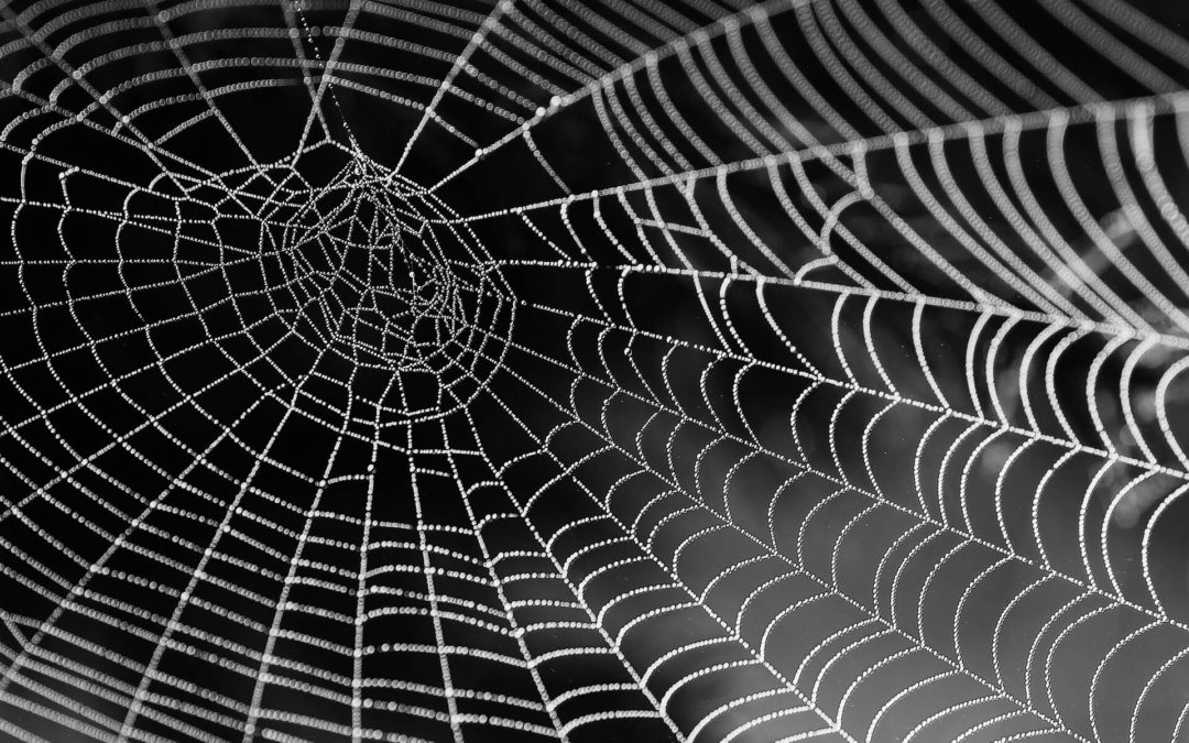 Araña web | WebCrawlers